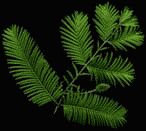 scanned plant