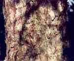 bark photograph