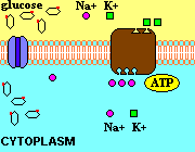 fr. Biochemistry