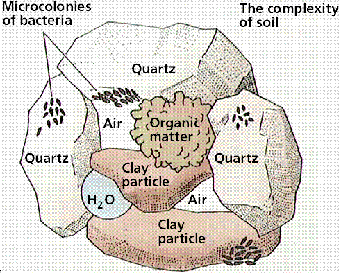 LON-CAPA Plant Hormones/Nutrition