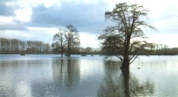 Taxodium near Ellecom