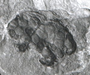 Parka with sporangia