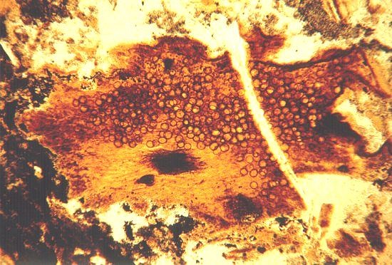 Decaying Rhynia stem with fungal spores