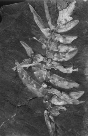 Neuropteris scheuchzeri